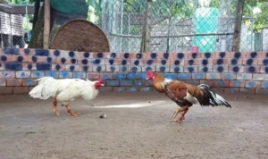 Đá Gà GA28 tại VF555